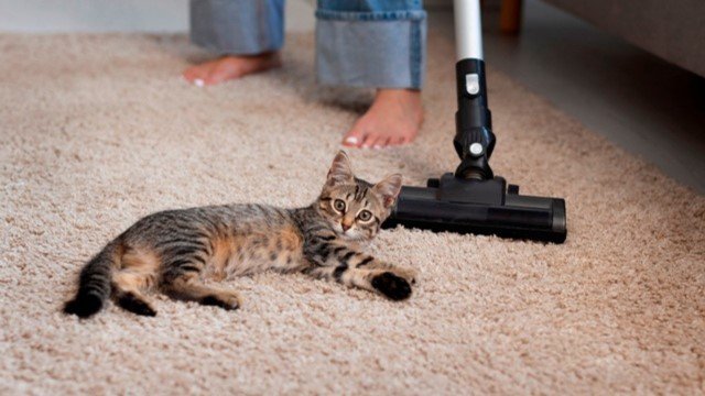 10 Tips Ampuh Membersihkan Bulu Kucing dari Karpet
