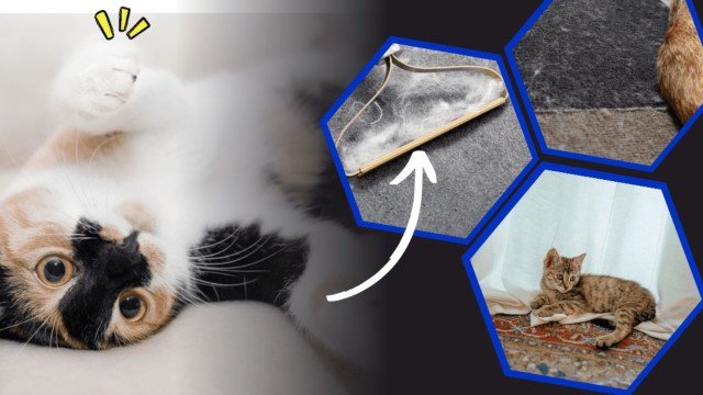 10 Tips Ampuh Membersihkan Bulu Kucing dari Karpet