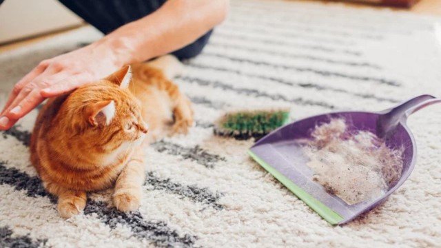 10 Tips Ampuh Membersihkan Bulu Kucing dari Karpet