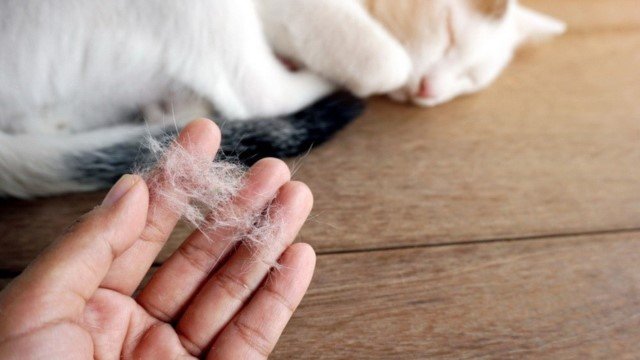 10 Tips Ampuh Membersihkan Bulu Kucing dari Karpet