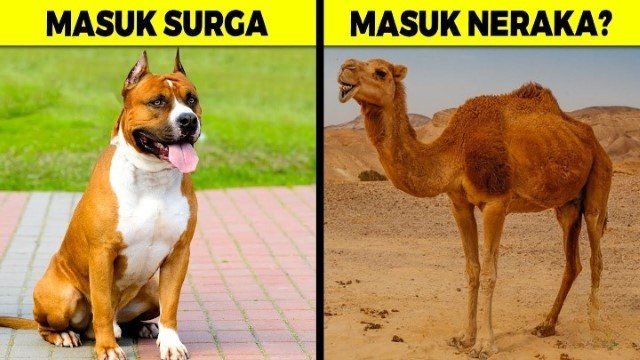 Hewan Apa Saja yang Masuk Surga? Simak 10 Daftar yang Ditetapkan Allah SWT!