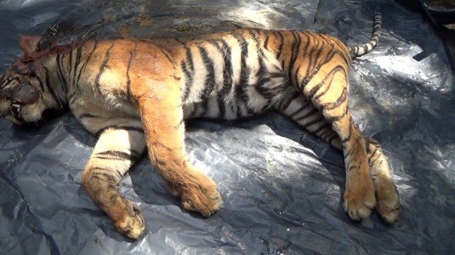 Kasihan! Harimau Sumatera yang Direlokasi Mati, Ini Penyebabnya