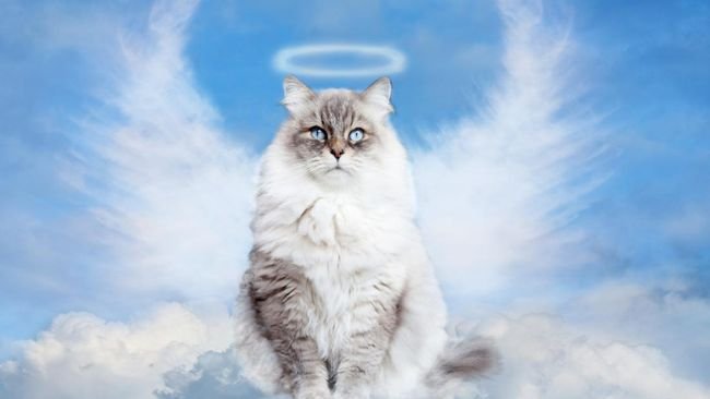 Ke Mana Hewan Pergi Setelah Mati, Apakah Masuk Surga atau Neraka? Ini Kata UAH!