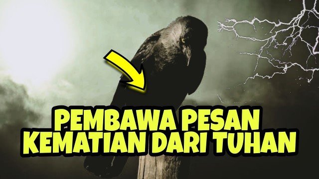Mitos Gagak Si Burung Kematian, Bagaimana Menurut Islam? Simak!