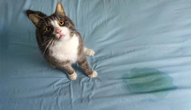 10 Cara Ampuh Hilangkan Bau Pesing Kucing dari Rumah – Dijamin Fresh Kembali dalam Waktu Singkat!