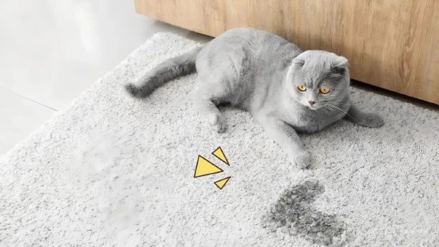 10 Cara Ampuh Hilangkan Bau Pesing Kucing dari Rumah – Dijamin Fresh Kembali dalam Waktu Singkat!