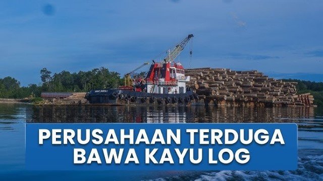 Jejak Misterius PT Minas Pagai Lumber, Ribuan Kayu ‘Berstempel’ Kemenhut Terdampar di Lampung