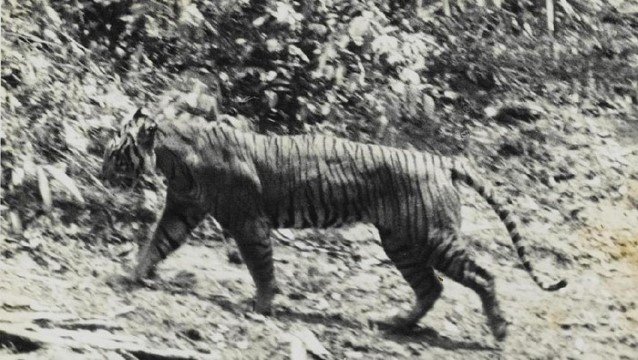 Harimau Jawa Belum Punah, Terungkap Berkeliaran di Wilayah Ini!