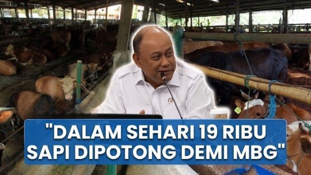Kepala BGN Lapor ke Prabowo Soal Menu MBG di Tiap SPPG 19 Ribu Sapi Dipotong dalam Sehari!