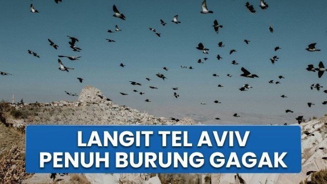 Ribuan Gagak Serbu Langit Tel Aviv, Publik Heboh Isu Tanda Kiamat di Israel!
