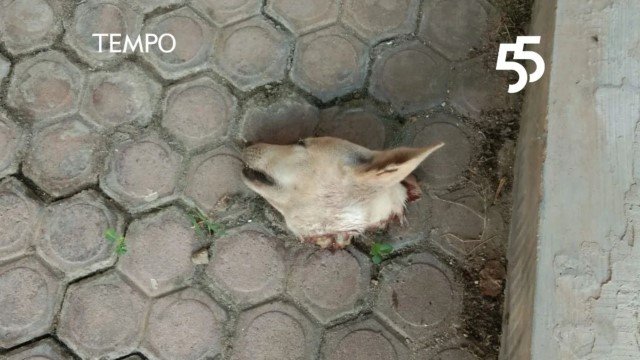 Setelah Teror Air Keras, Sekarang Teror ‘Kepala Anjing’