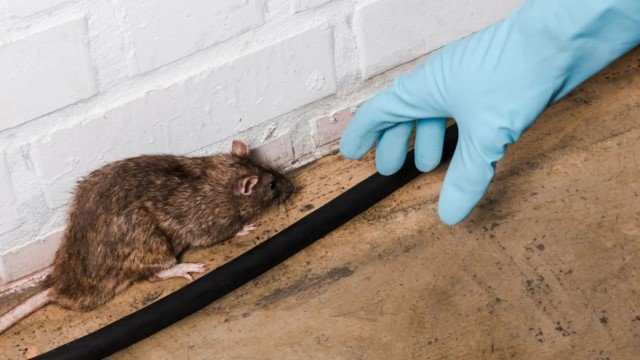 Alternatif Pengendalian Tikus yang Lebih Aman Selain Racun