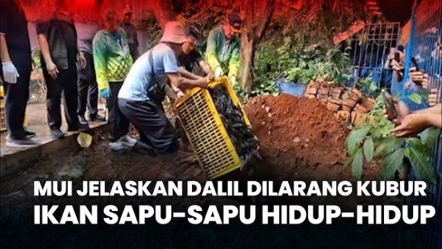 VIRAL Pemusnahan Ikan Sapu-Sapu di Jakarta, Bolehkah Mengubur Hewan Hidup-Hidup Menurut Islam?