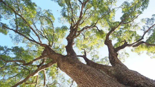 Warga Arab Kompak Pergi ke RI Cari Tanaman Yang Disebut di Al-Quran