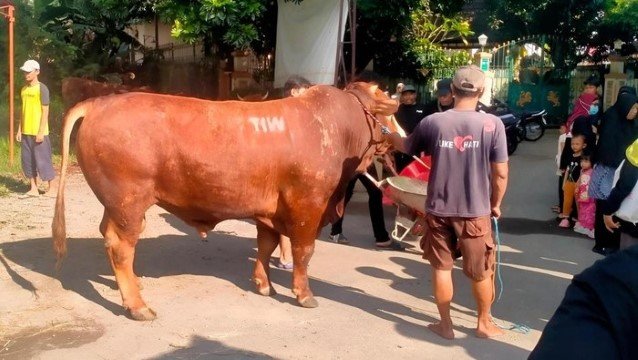 GEGER! Masjid Dekat Rumah Amien Rais Mendadak Dikirim Sapi Misterius Bertuliskan ‘TIW’, Kode Apa Ini?