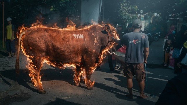 GEMPAR! Misteri Pengirim Sapi 'TIW' di Dekat Rumah Amien Rais Terkuak Bukti Keterlibatan Orang Dalam Istana Akhirnya Terendus Publik, Teror