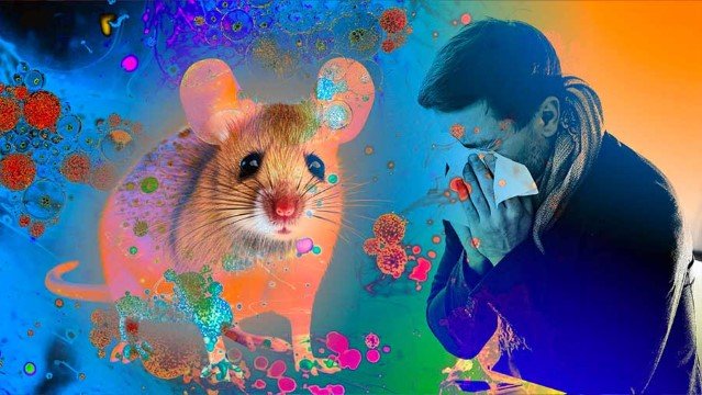 Geger Temuan Hantavirus di Indonesia! Jangan Lengah, Ini Dia 9 Wilayah yang Resmi Terdampak