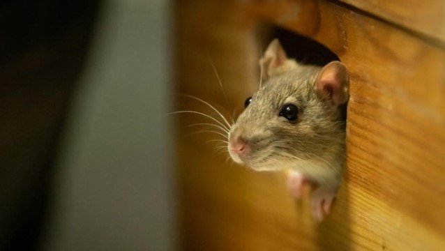 Gegerkan Jagat Maya! Bukan Manusia, Tikus-tikus Ini Jalani Sidang Formal dengan Pembelaan Pengacara Rahasia Besar Tersembunyi