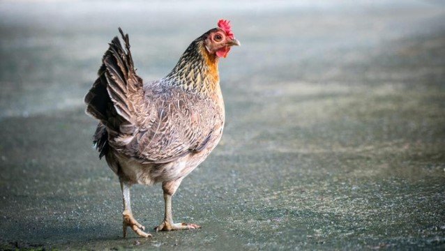 Tragis tapi Kocak! Akibat Cuekin Ramalan Ayam, Pasukan Ini Berakhir Dipermalukan di Medan Tempur