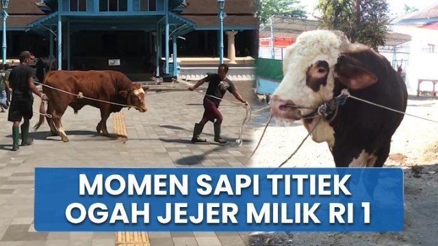 VIRAL di Solo! Sapi Kurban Titiek Soeharto ‘Ngambek’ Ogah Dekat Sapi Milik Prabowo, Ada Apa?