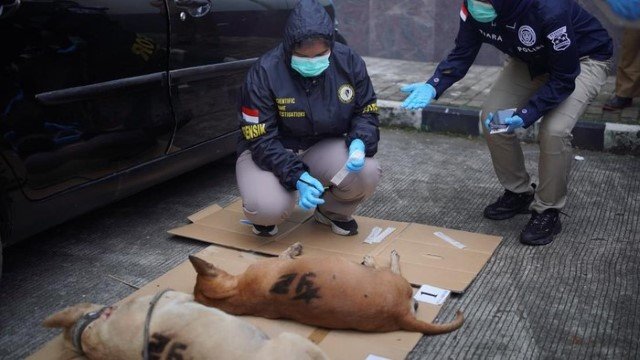 Kematian Janggal 4 Anjing Pemburu Yang Serang Bocah di Bogor Tewas Bersamaan, Publik Geger!