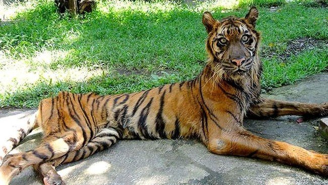 Skandal Satwa Memprihatinkan! Kebun Binatang Surabaya Akhirnya Akui Foto Viral Harimau Kurus Adalah Hewan Sumbangan